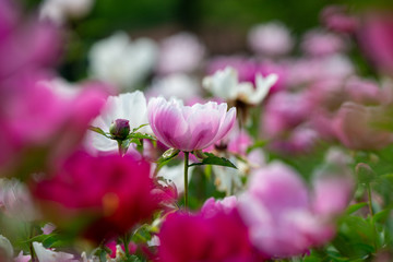 봄 작약꽃