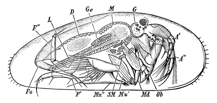 Cypris, vintage illustration.