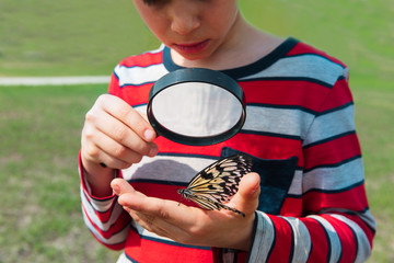 boy looking at butterfy, kids learning nature