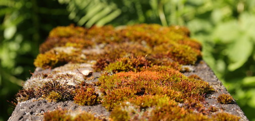 Moos,wald,schön natur,draussen,landschaft,nah,close up