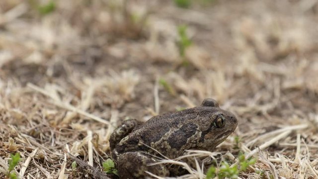 Common spadefoot Pelobates fuscus sitting in the grass. Close up, selective focus, shallow depth of the field