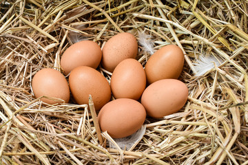 Many eggs in the nest are made from straw. Food obtained from chickens on farms. Healthy products from farmers. Products from rural areas.