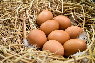 Many eggs in the nest are made from straw. Food obtained from chickens on farms. Healthy products from farmers. Products from rural areas.