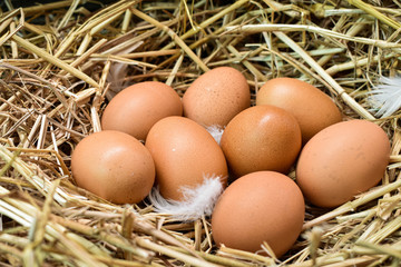 Many eggs in the nest are made from straw. Food obtained from chickens on farms. Healthy products from farmers. Products from rural areas.