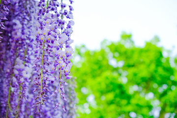 カバンの藤と新緑