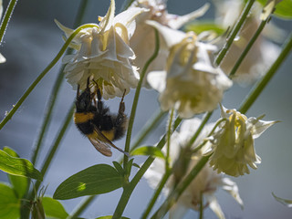 Bees near White Aquilegia