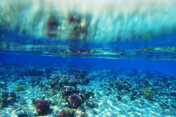 coral reef in Egypt in Hurghada