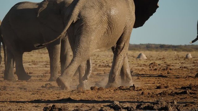 Male African elephant covered in wet mud looking for a mate