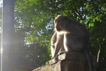 Naklejka na ściany i meble Monkey at Bali at Mount. Batur