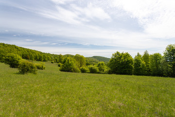 Fototapeta na wymiar Meadow with bushes landscape during bright sunny day