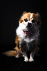 Long haired Chihuahua studio portrait