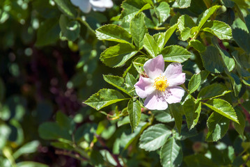 Gumushane, Turkey - 11 July, 2017: Wild Rose, Kelkit Butterfly Valley, National Nature Park