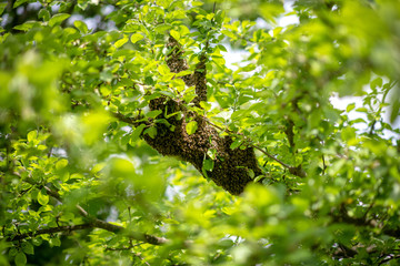 Fototapeta na wymiar Bienenschwarm im Apfelbaum