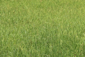 Pousses de riz verdoyante à Angkor, Cambodge	