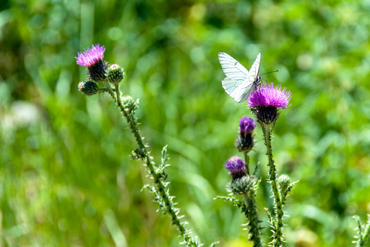 Gumushane, Turkey - 11 July, 2017: Eupatorium Iannabmum and Black-Veined White, Aporia Crataegi. National Nature Park, Kelkit Butterfly Valley.