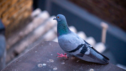 calm pigeon in the lockdown city