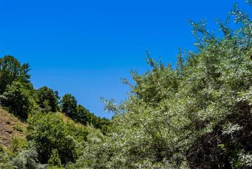 Gumushane, Turkey - 11 July, 2017: Kelkit Butterfly Valley, National Nature Park