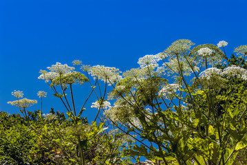 Gumushane, Turkey - 11 July, 2017: Conium Maculatum, Kelkit Butterfly Valley, National Nature Park