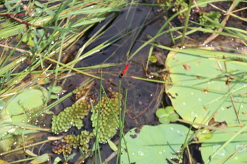 Libellule rouge sur une herbe &agrave; Angkor, Cambodge	