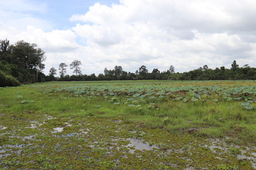 Rizière à Angkor, Cambodge	