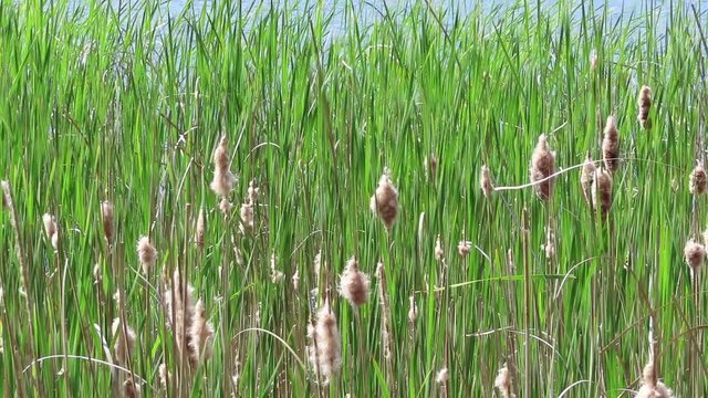bulrush reed on a lake in germany.