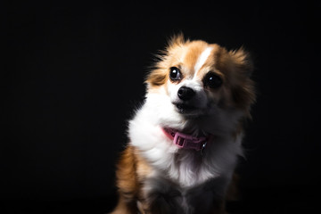 Long haired Chihuahua studio portrait