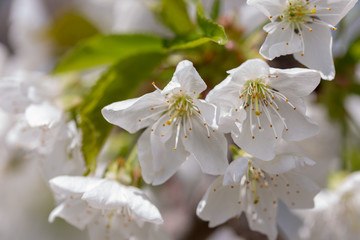 Beautiful white cherry or cherry blossom