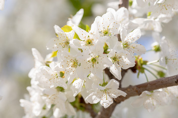 Beautiful white cherry or cherry blossom