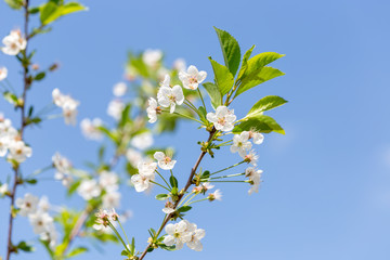 Beautiful white cherry or cherry blossom