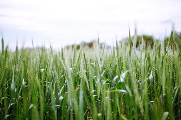 Unripe wheat - green wheat field. Agricultural growth and farming business concept.