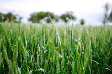 Unripe wheat - green wheat field. Agricultural growth and farming business concept.