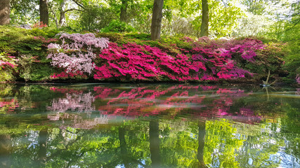 Isabella Plantation in Richmond Park, United Kingdom.