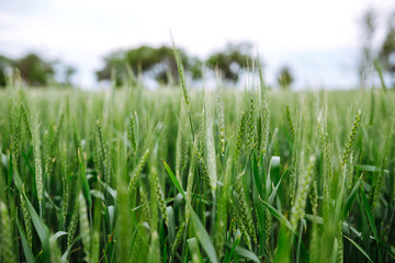 Unripe wheat - green wheat field. Agricultural growth and farming business concept.