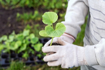 Planting seedlings of zucchini, pumpkin or watermelon. The farmer's gloved hands hold a melon seedling Bush. Concept of development of agriculture and entrepreneurship. Selective focus