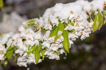 Snow on the flowers of a blossoming cherry, which fell in the second half of April.