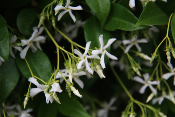 Dettagli in primo piano di fiori appena sbocciati da una profumatissima siepe di Trachelospermum...