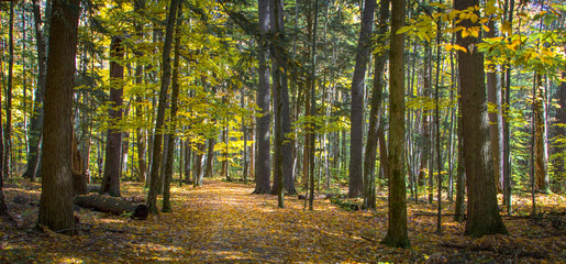 Panoramic autumn landscape with leaf lined trail winding through a fall forest at Ludington State Park in Michigan. 
