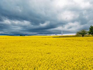 Gewitterwolken &uuml;ber einem Rapsfeld