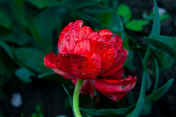 Obraz premium red rose in garden