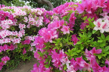 公園に咲く躑躅