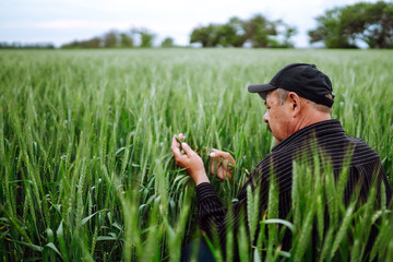Naklejka na ściany i meble Farmer checks immature wheat shoots in agricultural field. Green wheat field. Agricultural growth and farming business concept.