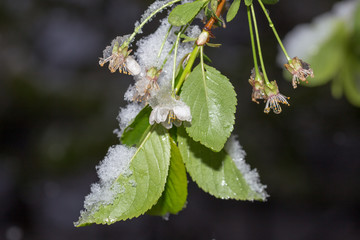 Snow on the flowers of a blossoming cherry, which fell in the second half of April.