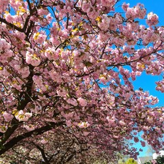 pink cherry blossom