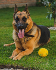 german shepherd dog laying down in grass with ball