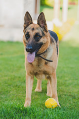 german shepherd dog 