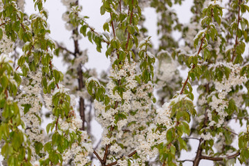 Snow on the flowers of a blossoming cherry, which fell in the second half of April.