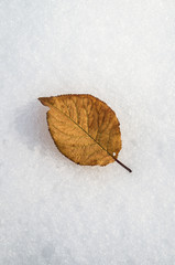 Leaf on the snow