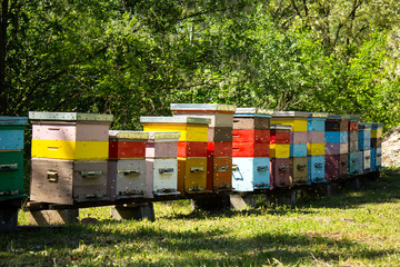 Colorful beehives and flying bees in apiary near acacia forest. Natural backround.  Apiculture concept