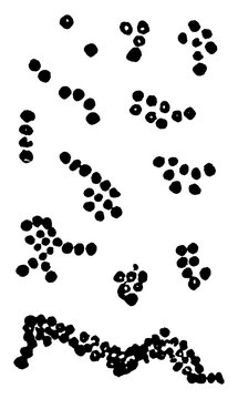 Micrococci or Micrococcus vaccinae, vintage illustration.