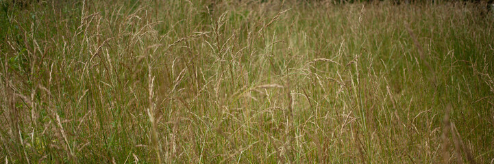 Green background of grass, bushes and trees in the Park.
